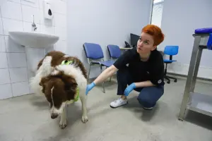 собаку заносит при ходьбе